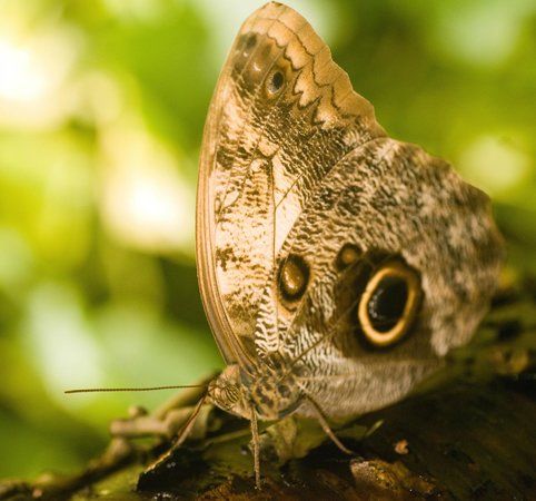 MacFarlane's World of Butterflies